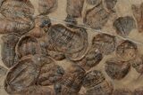 x Mortality Plate Of Large Asaphid Trilobites - Taouz, Morocco #222123-1